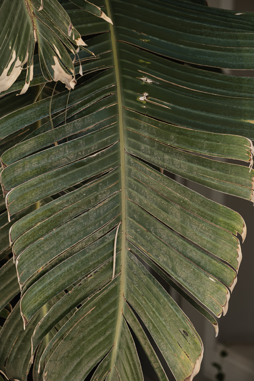 Closeup of Tropical Leaves 
